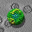 Influenza A (H3N2) Variant Virus SwineVariant Influenza