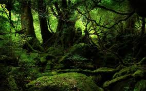 Image result for dense jungle