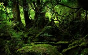 Image result for dense jungle