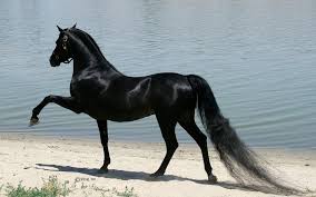 Image result for HORSE