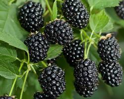 Obraz: Jeżyny (Rubus fruticosus)