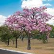 Tabebuia rosea