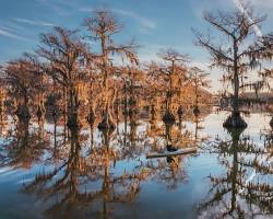 Image of Caddo Lake, Texas