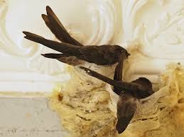 Image result for swiftlets