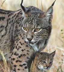 Resultado de imagen de Lince Iberico