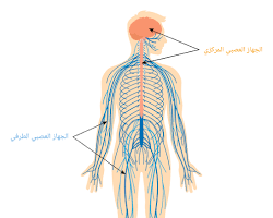 صورة الجهاز العصبي (جسم الإنسان)