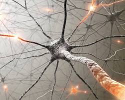 Image of Synapses in the human brain
