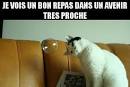 Voyant chat