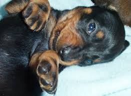 Image result for dachshunds 