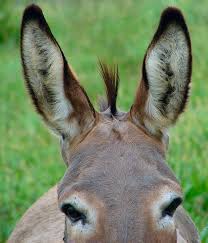 Image result for jackass