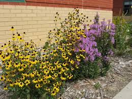 Image result for ironweed plant