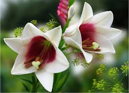 Resultado de imagen de flores lindas