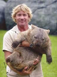 Image result for wombat