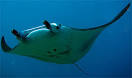 The manta ray