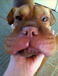 Image result for dogs stung by bees