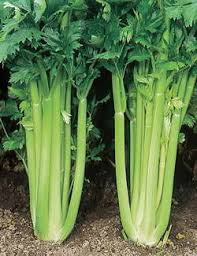 Afbeeldingsresultaat voor Peterselie en selderij