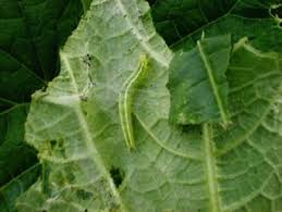 Kết quả hình ảnh cho sâu tơ