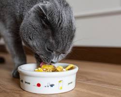 cat eating a homemade mealの画像