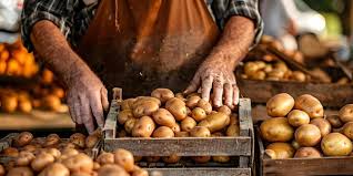 Farmers hands harvesting potatoes at a farmers market Concept Agriculture Farmers Market Harvesting Farming Practices Potato Crop | Premium AI-generated image