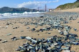Mysterious Velella Velellas Wash Ashore in La Jolla