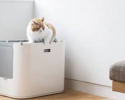 cat using a covered litter boxの画像