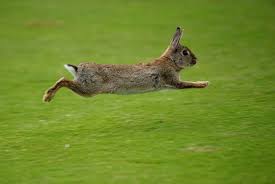 Image result for RABBIT