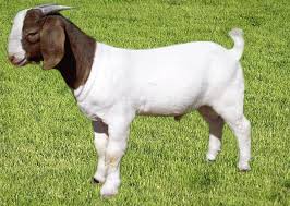Image result for GOAT