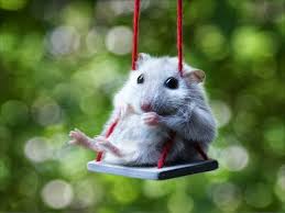 Image result for cute animals