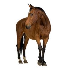 Image result for HORSE