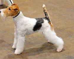 Immagine di Fox Terrier dog breed