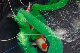 Résultat de recherche d'images pour "Koi spawning on brushes"