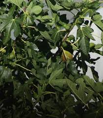 Resultado de imagem para figos de Sao Joao