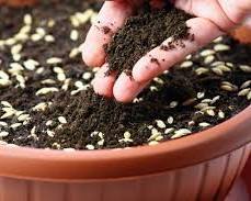 Imagine cu child planting barley seeds in a pot.