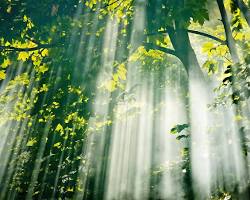 Image of forest with sunlight filtering through the trees