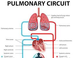 Image of Pulmonary circulation diagram