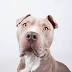 WATCH: Atlanta dog's amazing transformation after being hit by a ...
