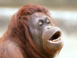 images?q=tbn:ANd9GcRShb4UwoFHCxdUqb4ZZRvzItCdbU8Q7cDALpNSSARbJd-n9BMq5A