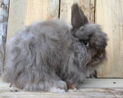Image result for grey angora rabbit
