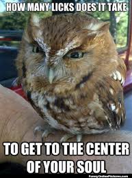 Image result for Animal Meme