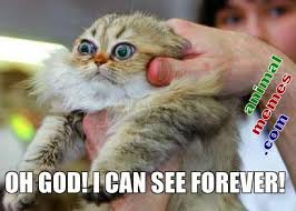 Image result for Animal Meme