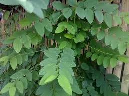 Image result for daun katuk