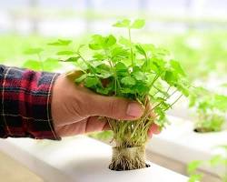 cilantro hydroponic plant