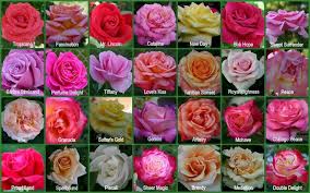 Image result for tea roses