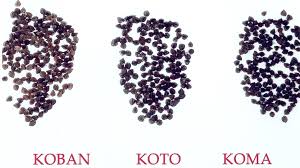 Αποτέλεσμα εικόνας για varieties Buckwheat