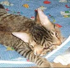 Bildergebnis für janus cat