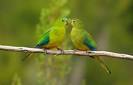 montefiori collection 2 parrots singing and talking parrots youtube