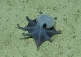 This newly-discovered blue octopus from the Galápagos Islands could curl up in the palm of your hand