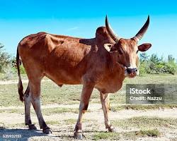 Zebu