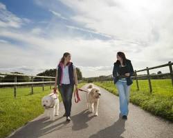 person and their dog walking happilyの画像