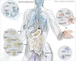 Resultado de imagen para cuerpo humano